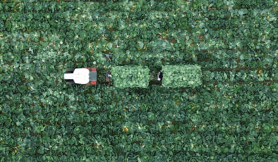 Bafra Ovası’nda beyaz lahana hasadı zamanı