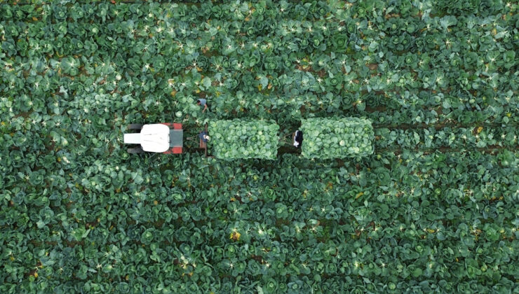 Bafra Ovası’nda beyaz lahana hasadı zamanı