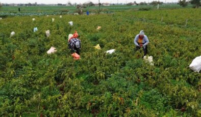 Bafra Ovası’nda hasat başladı: Dönüm başına 4 ton verim