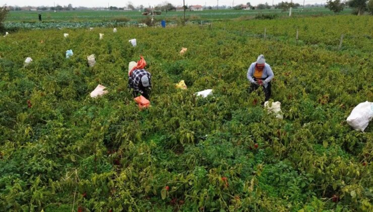 Bafra Ovası’nda hasat başladı: Dönüm başına 4 ton verim