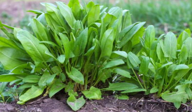 Bağışıklığı güçlendiriyor, sindirim sistemini destekliyor: Vücudu toksinlerden arındıran mucize bitki