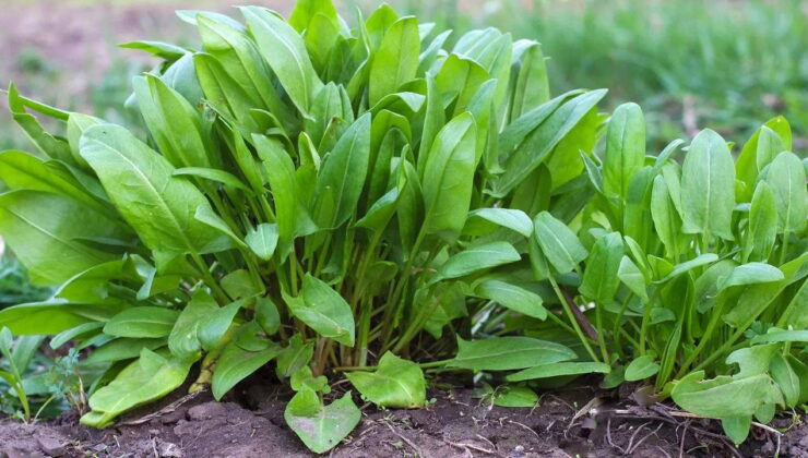Bağışıklığı güçlendiriyor, sindirim sistemini destekliyor: Vücudu toksinlerden arındıran mucize bitki