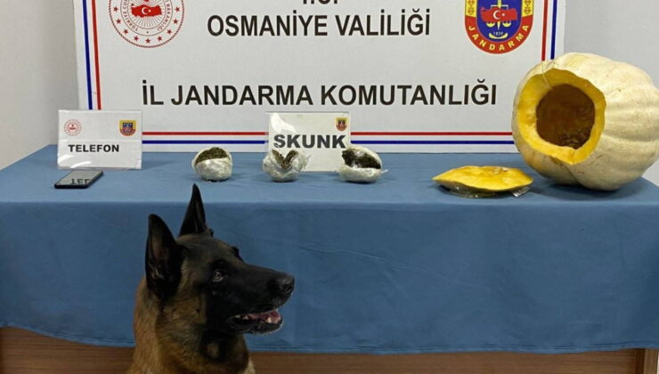 Bal kabağından uyuşturucu çıktı