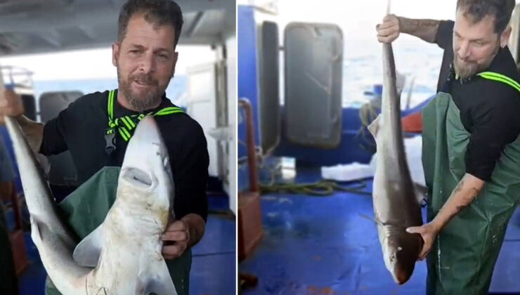 Balıkçı, ağına takılan camgöz köpek balığını yeniden suya bıraktı