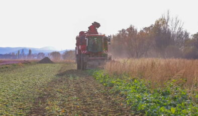 Bayburt’ta hasat başladı: 43 köyde üretiliyor…