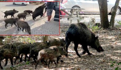 Beslemeye çalıştığı yaban domuzu, tatilcinin kolunu ısırdı