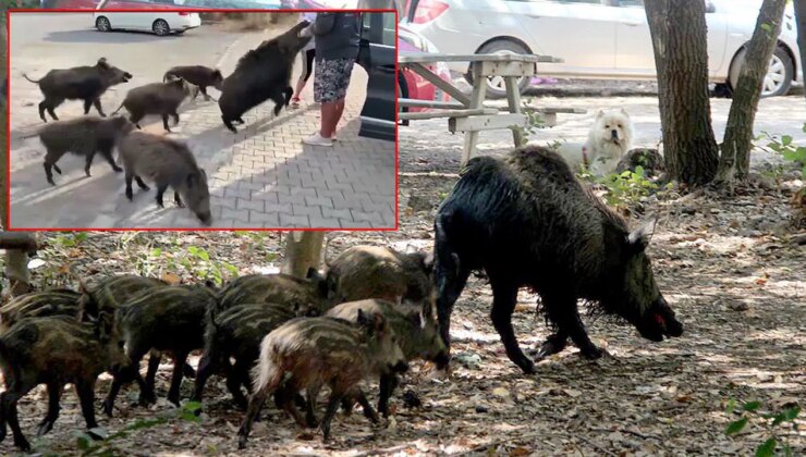 Beslemeye çalıştığı yaban domuzu, tatilcinin kolunu ısırdı