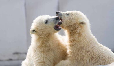 Bilim dünyasını sarsan araştırma… Kutup ayıları bile öpüşüyor!