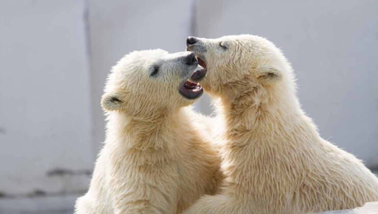 Bilim dünyasını sarsan araştırma… Kutup ayıları bile öpüşüyor!