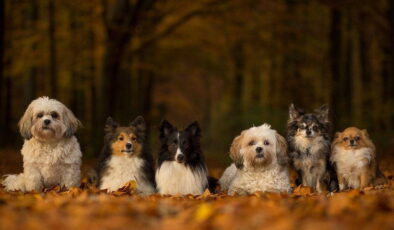 Bilim insanları köpeklerin tarihini yeniden yazıyor: Köpek ırklarında çeşitlilik 11 bin yıl önce başladı