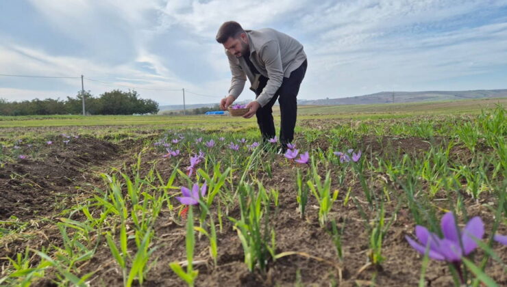 Bir çiçekten 3 tel çıkıyor: Kilosu 600 bin lira…