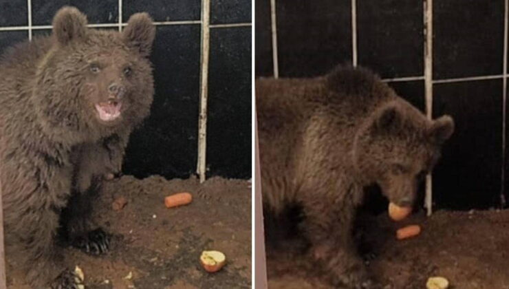 Bitkin halde bulunan yavru ayıya özel bakım