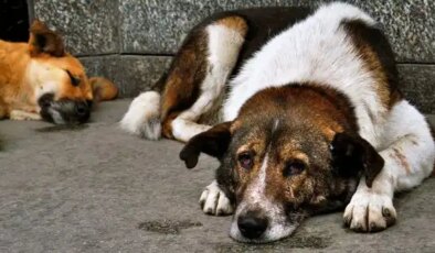 CHP’li Ersever’den sokakta yaşayan hayvanların beslenmesini yasaklayan genelgeye tepki