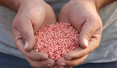 Çorum’da ‘güz ekimi’ başladı: Hasat 2026’da