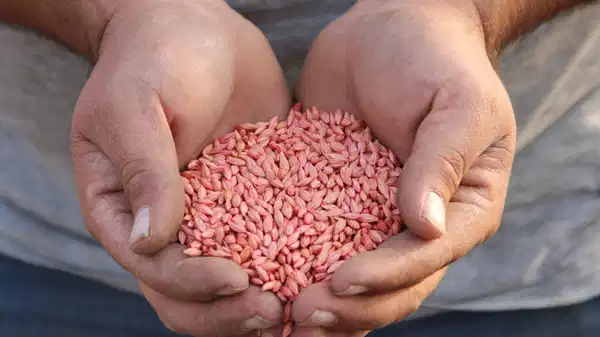 Çorum’da ‘güz ekimi’ başladı: Hasat 2026’da