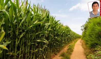 Cumhurbaşkanı kararıyla ‘hububat ve bakliyat ithalatında tarife kontenjanı’ değişti: Çiftçiye darbe ithalatçıya kıyak