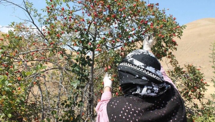 Dağların kırmızı hazinesi! Doğada kendiliğinden yetişiyor: C vitamini deposu