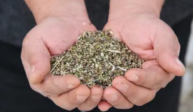 Deneme amaçlı ekilmişti, ilk hasadı yapıldı: Çiftçiler için önemli bir gelir kapısı olabilir!