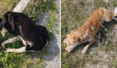 Denizli’de vahşet: Yol kenarında çok sayıda köpek ölü bulundu!