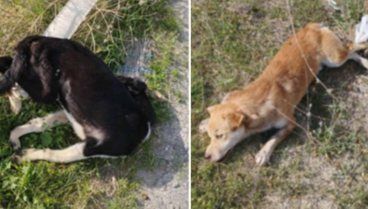 Denizli’de vahşet: Yol kenarında çok sayıda köpek ölü bulundu!
