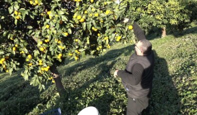 Derepazarı’nda yılın ilk hasadı başladı: Bahçede 7, markette 35 TL!