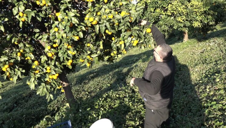 Derepazarı’nda yılın ilk hasadı başladı: Bahçede 7, markette 35 TL!