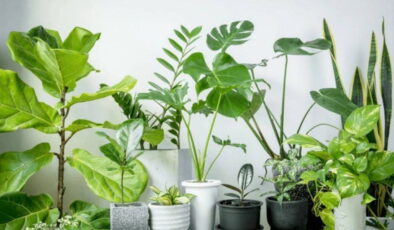 Doğal ferahlığın etkili yolu: Evin havasını tertemiz yapan 7 bitki