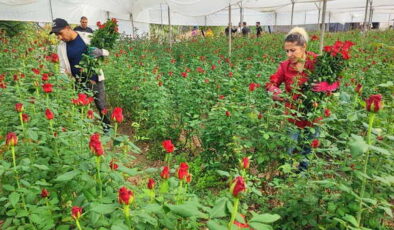 Dönüm maliyeti 100 bin lira: Sera da 10 TL, dükkanda 10 katına satılıyor…