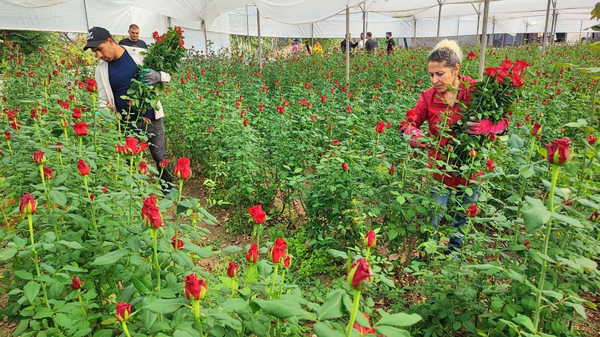 Dönüm maliyeti 100 bin lira: Sera da 10 TL, dükkanda 10 katına satılıyor…