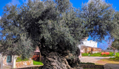 Dünyanın en eski zeytin ağacı: 4000 yıllık ağaç hala meyve veriyor, gören inanamıyor