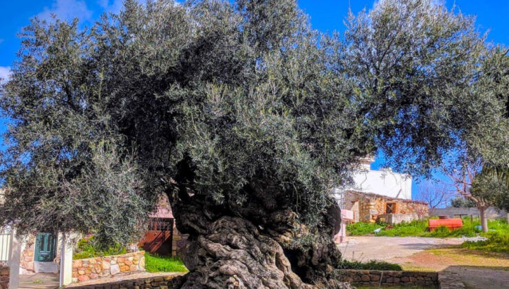 Dünyanın en eski zeytin ağacı: 4000 yıllık ağaç hala meyve veriyor, gören inanamıyor