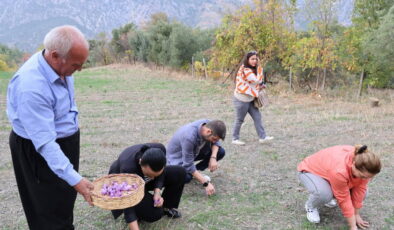 Dünyanın en pahalı baharatı Adana’da hasat edildi! 140 bin çiçekten 1 kilo çıkıyor…