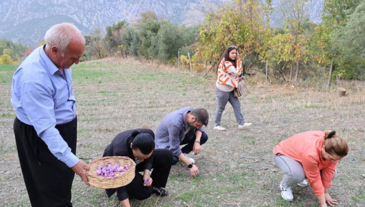 Dünyanın en pahalı baharatı Adana’da hasat edildi! 140 bin çiçekten 1 kilo çıkıyor…