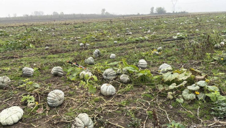 Düzce’nin coğrafi işaretli lezzetinde hasat başladı: 10 bin ton rekolte bekleniyor