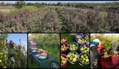 Edirne’de meyve bahçeleri devlet desteğiyle yaygınlaştı