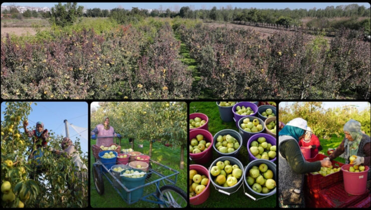 Edirne’de meyve bahçeleri devlet desteğiyle yaygınlaştı