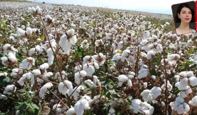 Ege’den sonra Çukurova Havzası’nda da çiftçi pamuk üretmekten vazgeçiyor: Beyaz altında alarm