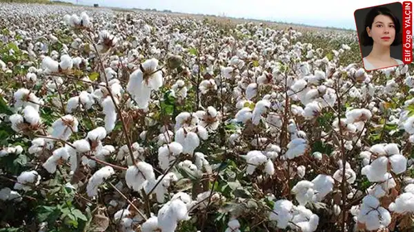 Ege’den sonra Çukurova Havzası’nda da çiftçi pamuk üretmekten vazgeçiyor: Beyaz altında alarm