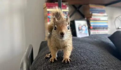 Epileptik nöbet geçiren sincap, tedavi için yurt dışına gönderilecek