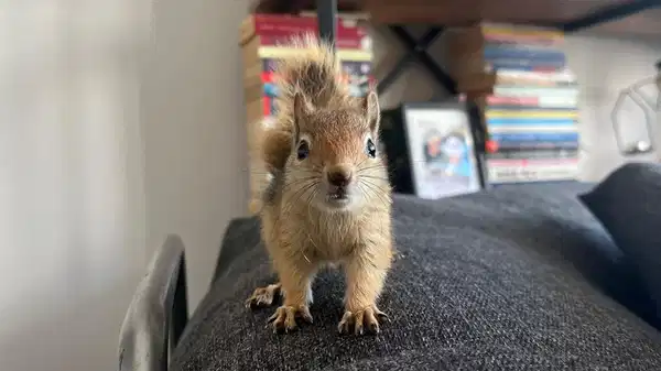 Epileptik nöbet geçiren sincap, tedavi için yurt dışına gönderilecek