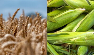 Erhan Adem’den mısır ve arpa ithalat kararına tepki:  Yarın sofradaki ekmek, yem, süt, et fiyatı artarsa sorumlusu yine çiftçi ilan edilecek