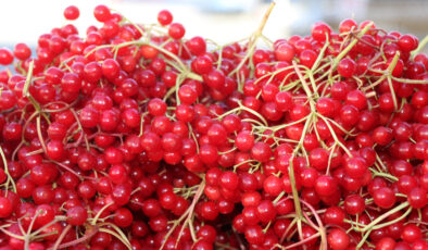 Erzincan’da şifa deposu gilaburuya ilgi arttı