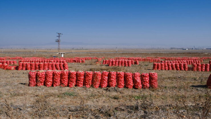 Eskişehir’de 800 ton soğan tarlada kaldı: Devletin tarımla ilgili kurum ve kuruluşları feryadımızı duymuyor