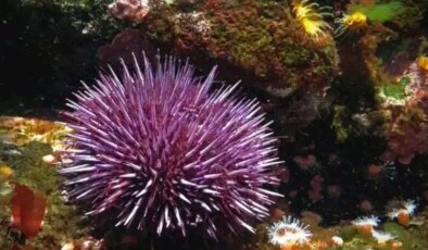 Evrim teorisine yeni ışık: Tüm vücudu beyin gibi çalışan canlı keşfedildi