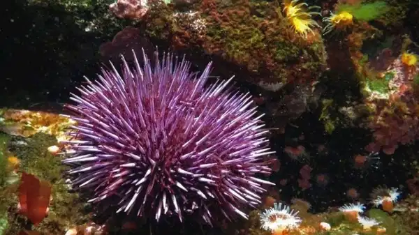 Evrim teorisine yeni ışık: Tüm vücudu beyin gibi çalışan canlı keşfedildi