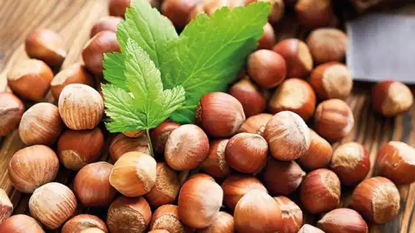 Ferrero iddiası tartışma yarattı: ‘Fındığı yeriz, bu numarayı yemeyiz’