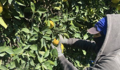 Finike’de hasat sezonu başladı: Dalında 22 lira…