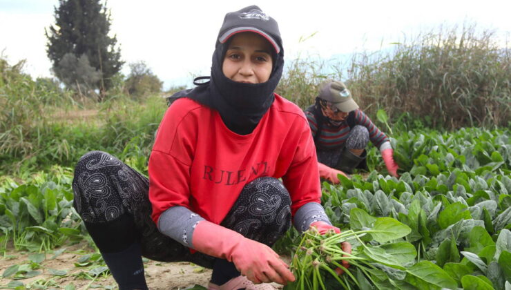 Gediz Ovası’nda hasat günün ilk ışıklarında başlıyor:  Tarlada 6, pazarda 40 TL