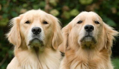 Golden retriever cinsi köpekler, insanlarla benzer duyguları etkileyen bazı genleri paylaşıyor