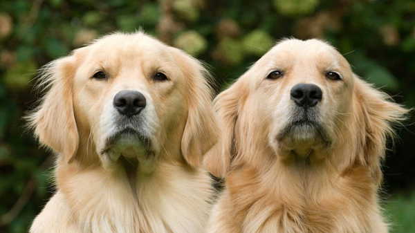 Golden retriever cinsi köpekler, insanlarla benzer duyguları etkileyen bazı genleri paylaşıyor